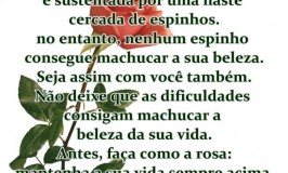 A Rosa
